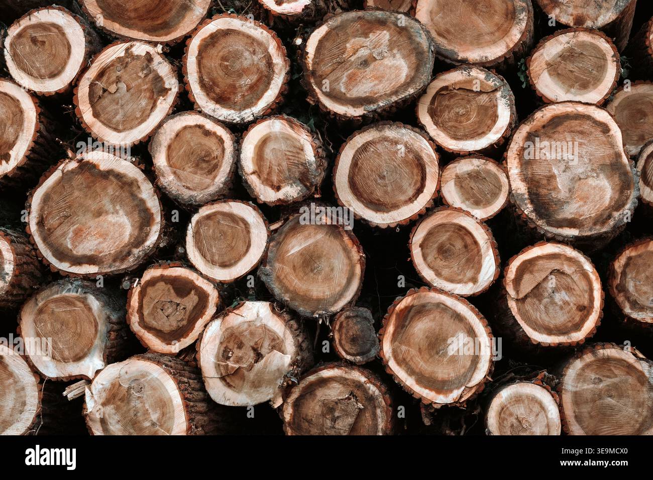 Stack of cut tree logs showing circular rings and natural wood texture. Background Stock Photo