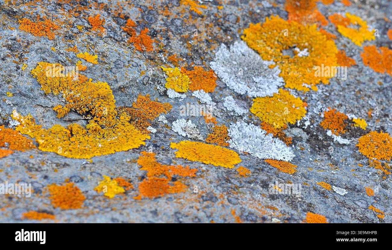Colorful Lichen Diversity on Rock Surface Macro Texture Close-Up Stock Photo