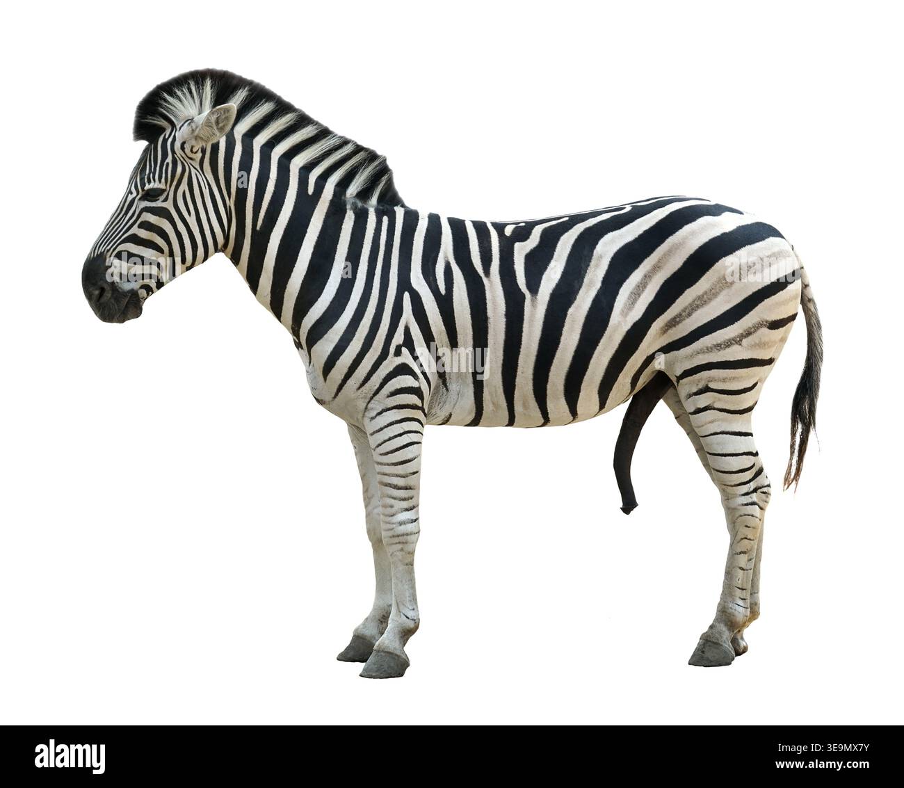 Zebra isolated on white background, side view full body Stock Photo