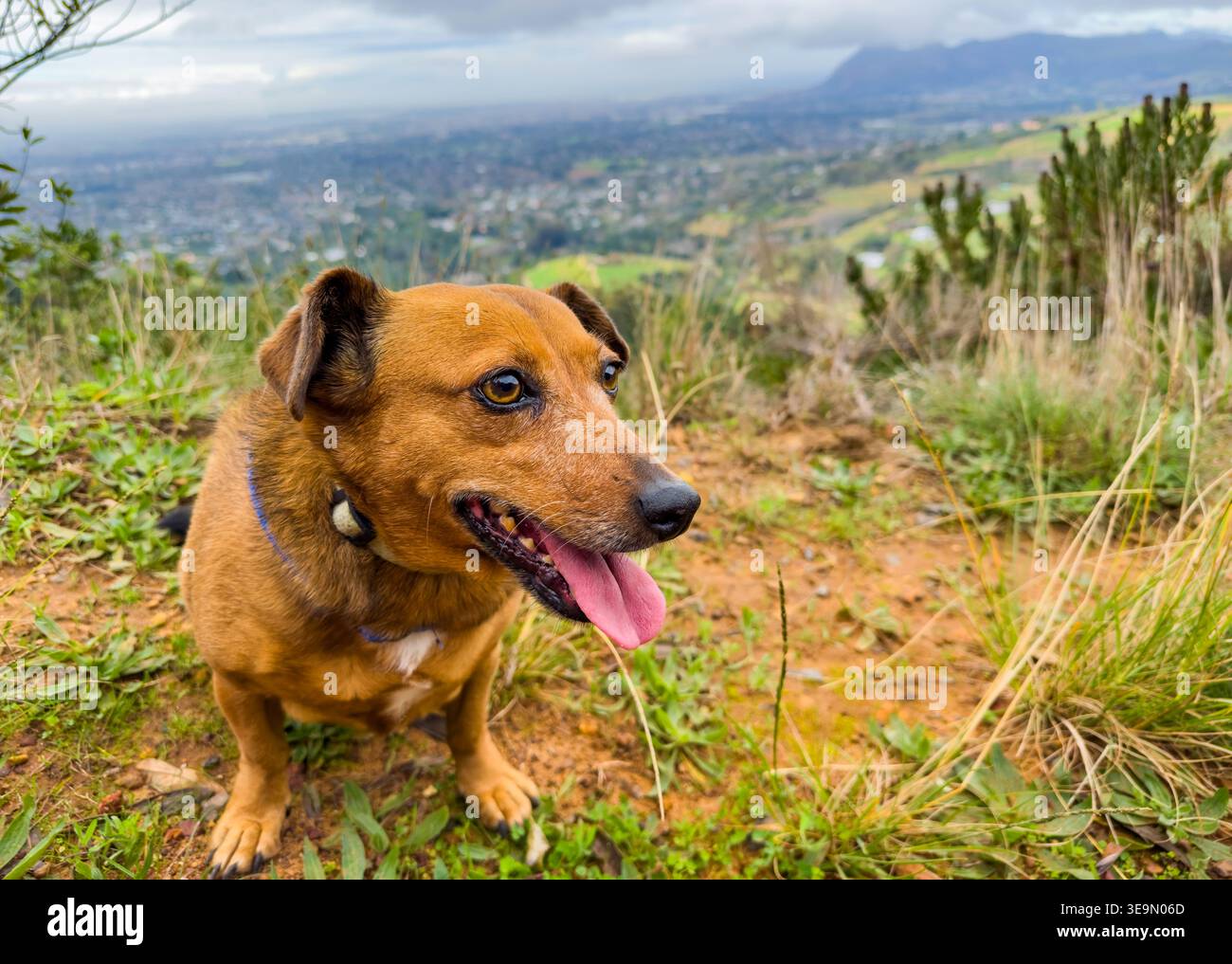 Small brown dog, Dachshund terrier cross mixed breed in nature Stock Photo