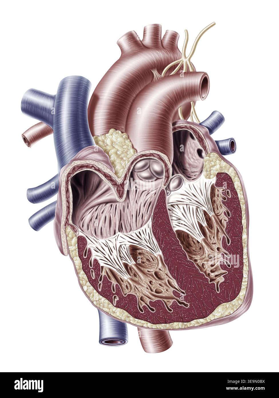 Cross Section With Detailed Internal Structure Of Human Heart