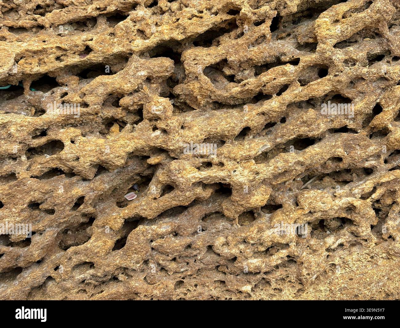 Macro Texture of Coquina Shell Rock Surface Stock Photo