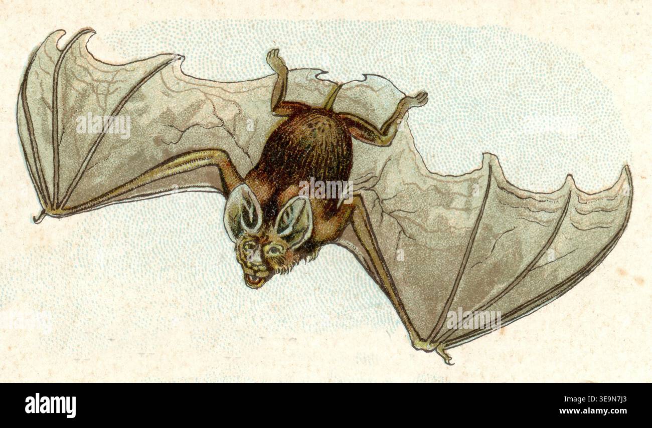 Spectre Bat Spectral bat vampyrum spectrum hi-res stock photography and images - Alamy