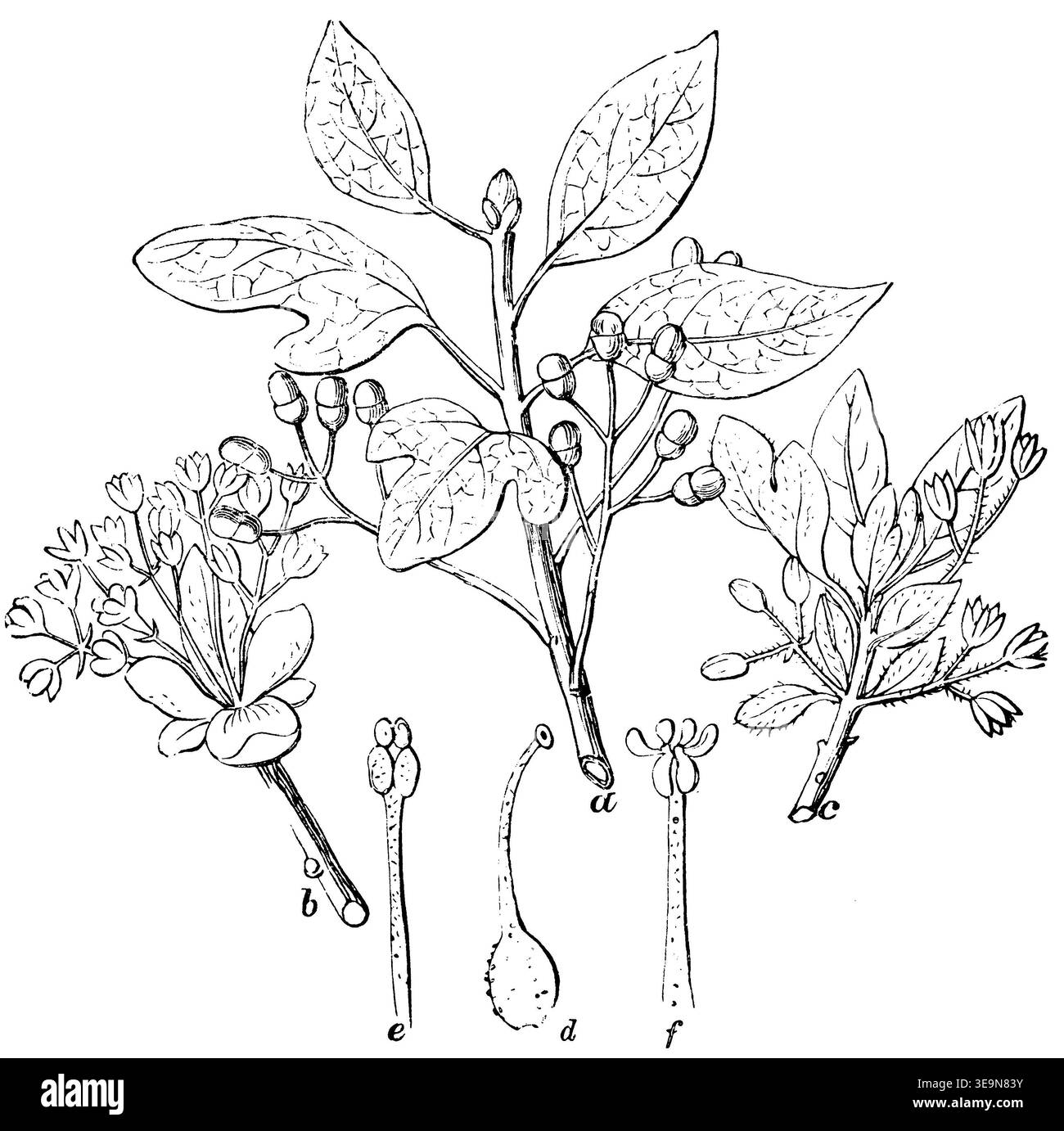 sassafras, a) Branch with fruit, b) with male flower, c) with female flower, d) pistil, e, f) stamens, Sassafras albidum,  (encyclopedia, 1893), Sassafrasbaum, a) Zweig mit Frucht, b) mit männlicher Blüte, c) mit weiblicher Blüte, d) Pistill, e, f) Staubgefäße, Laurier des Iroquois, a) branche avec fruit, b) avec fleur mâle, c) avec fleur femelle, d) pistil, e, f) étamines Stock Photo