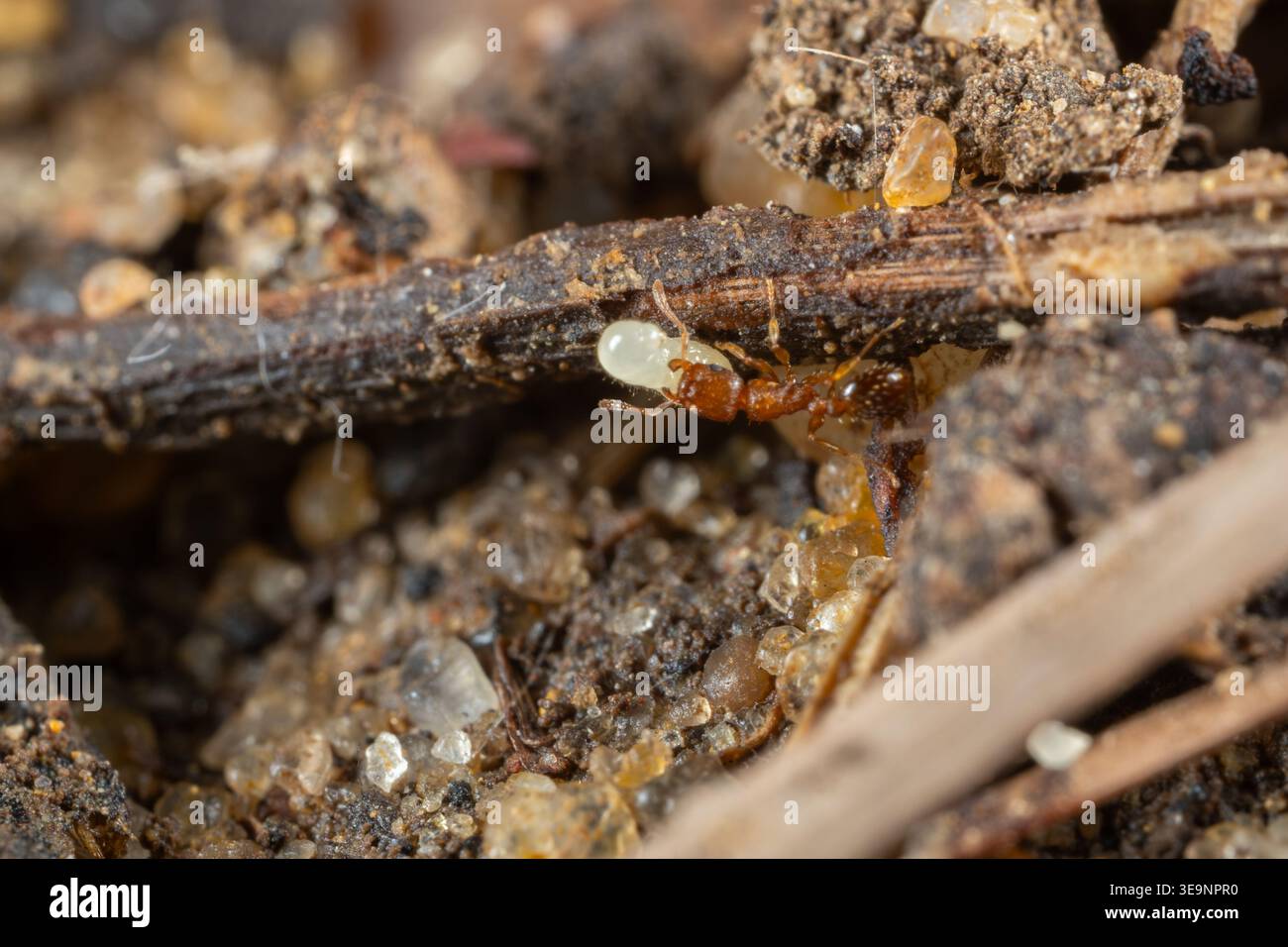 Acorn ant (Temnothorax sp.) carrying egg on plant debris, Cairo garden, Egypt Stock Photo