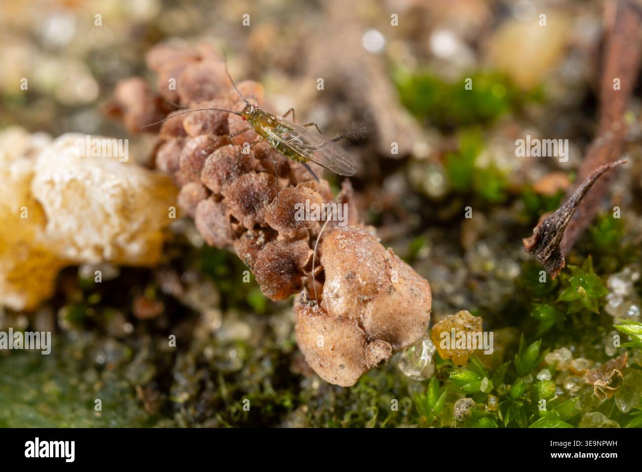 Winged aphid (family Aphididae) on organic debris, Cairo garden, Egypt Stock Photo
