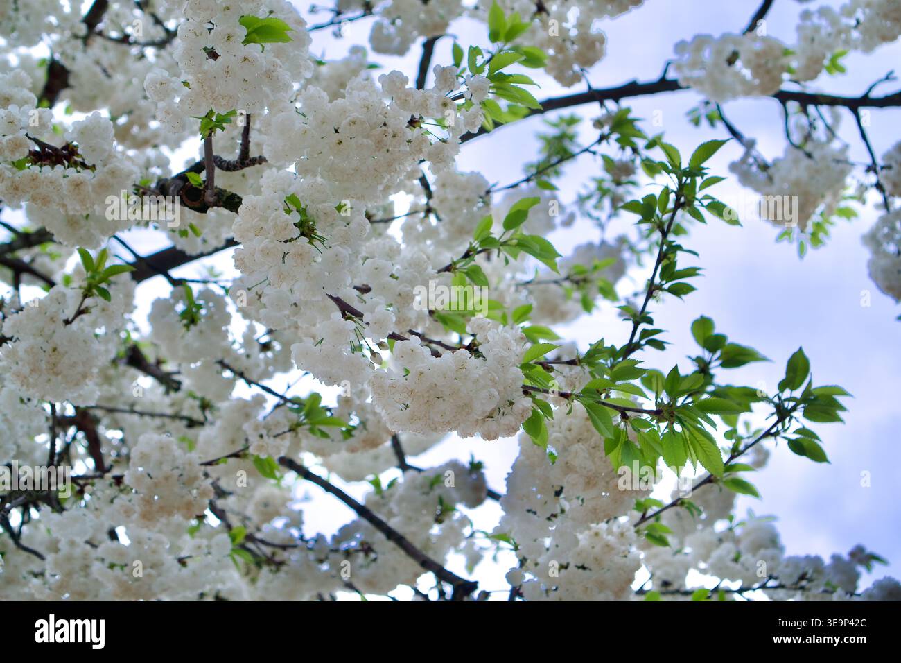 Dense cluster of white blossoms hi-res stock photography and images - Alamy