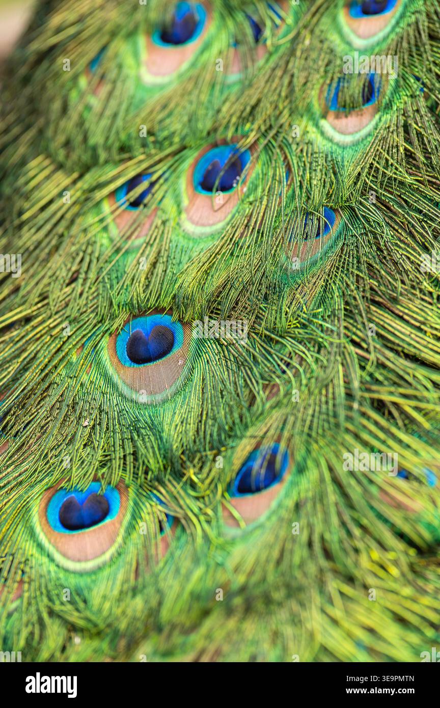 A detailed close-up of a peacock's colourful feathers. Stock Photo