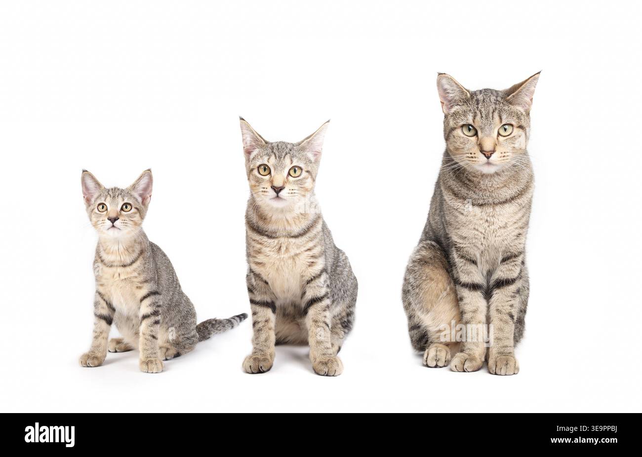 Cat growth chart with same cat sitting side by side. Full body kitten ...