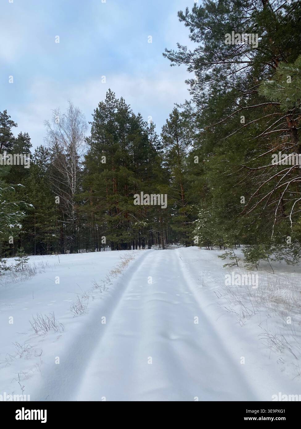 Snow-covered road leading through pine forest in winter, serene natural landscape with evergreen trees and soft cloudy sky. - Smartphone Captured Stock Image