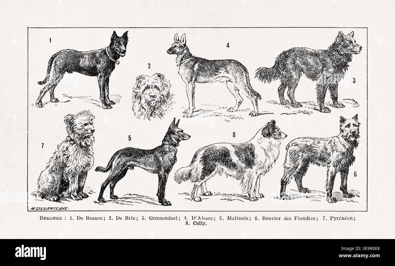 French dog illustration hi-res stock photography and images - Alamy