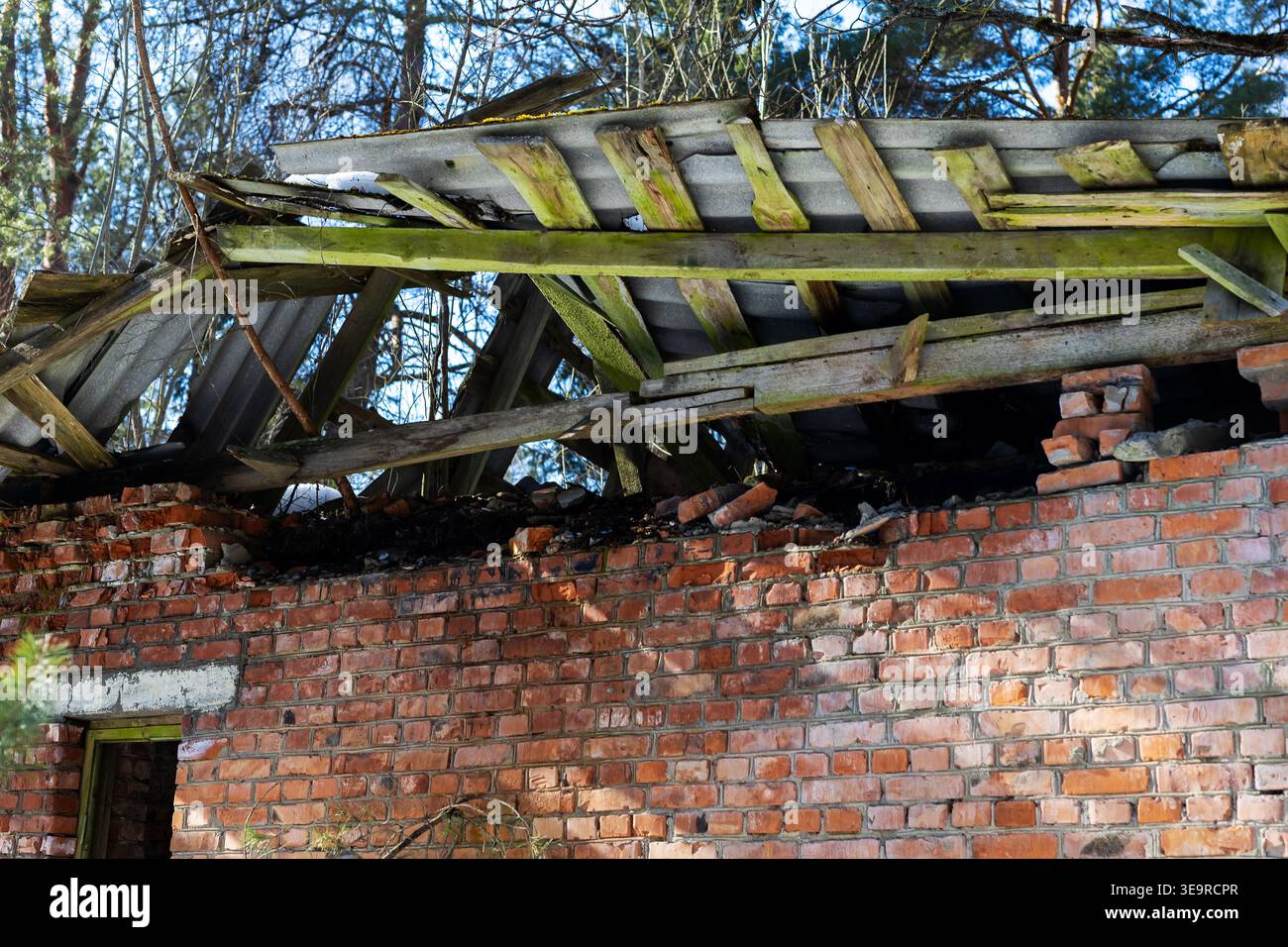 Crumbling brick wall under collapsed roof, mosscovered rafters and ...