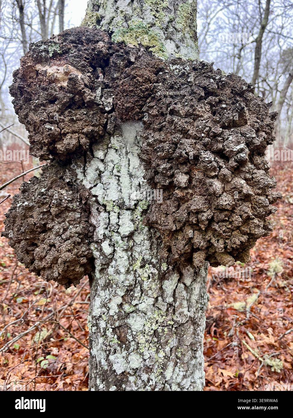 Bacterial crown gall on oak tree along Black Forest Trail, Pennsylvania. - Smartphone Captured Stock Image