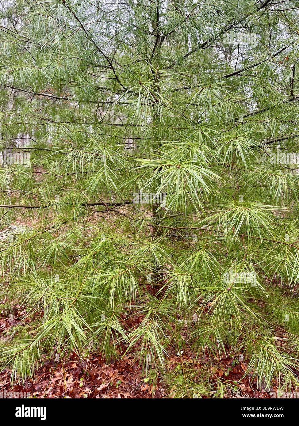 Eastern white pine tree in Nickerson State Park, Brewster, Massachusetts. - Smartphone Captured Stock Image