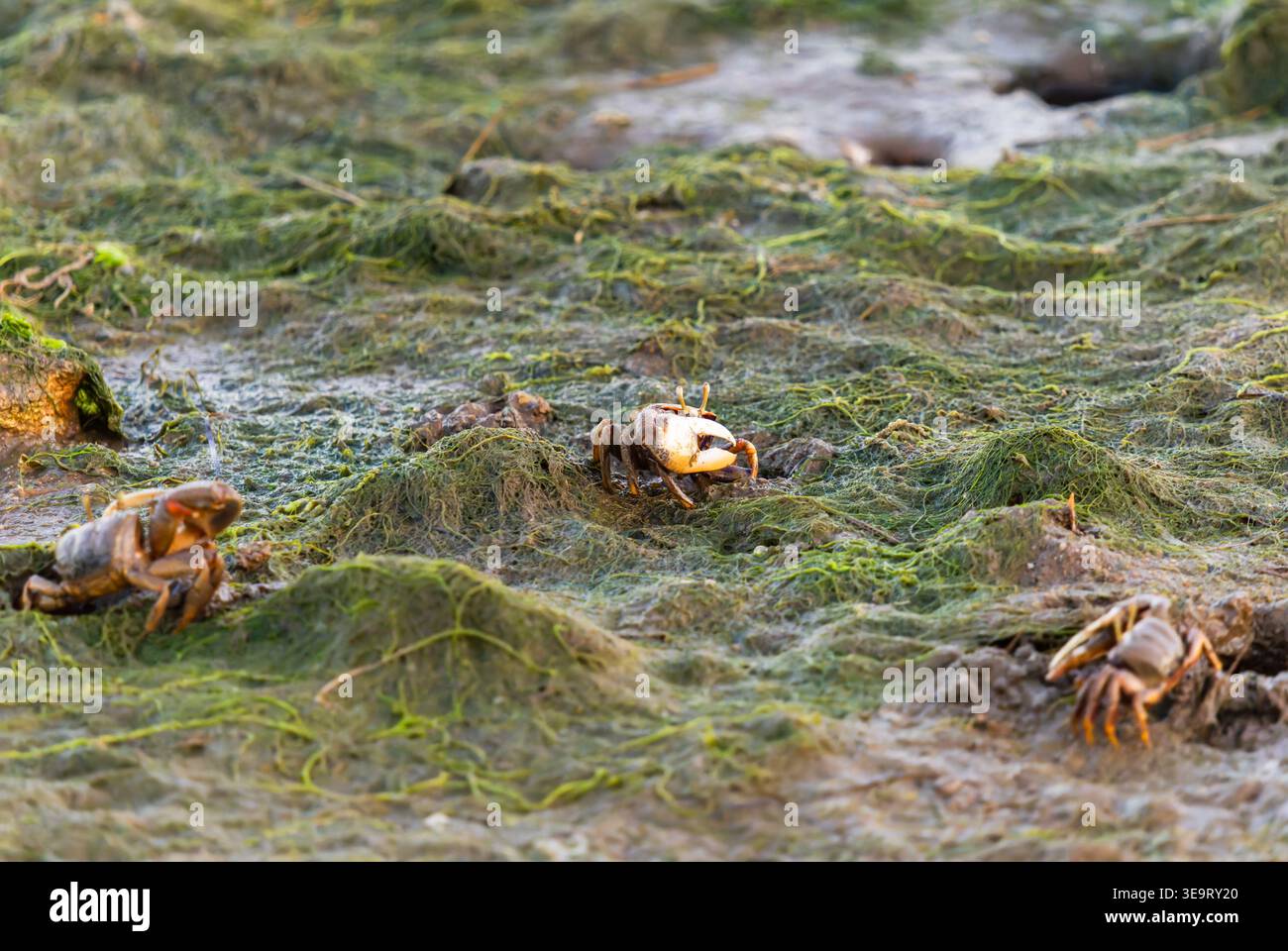Several fiddler crabs roam across a muddy shoreline covered with green algae in a coastal wetland. Stock Photo