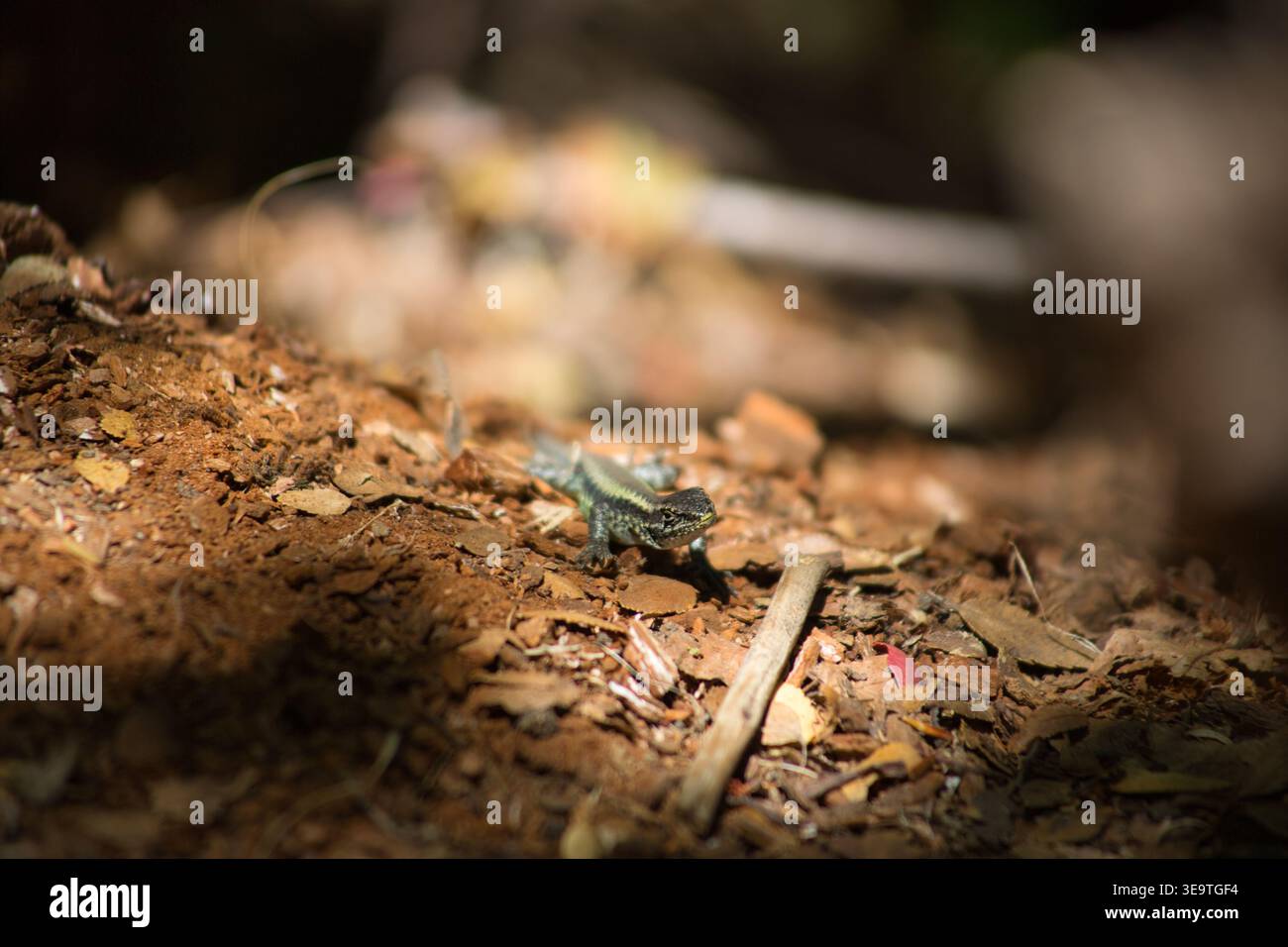 Small Lizard On Sunlit Forest Floor Covered In Leaf Litter Stock Photo