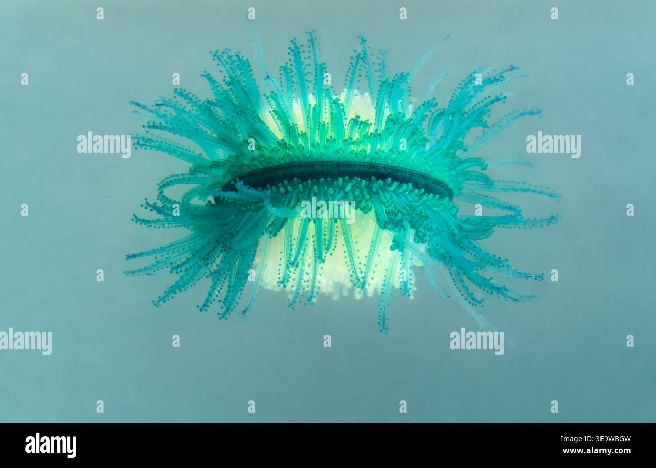 Underneath Image Blue button (Porpita porpita) floating on water surface, from ...