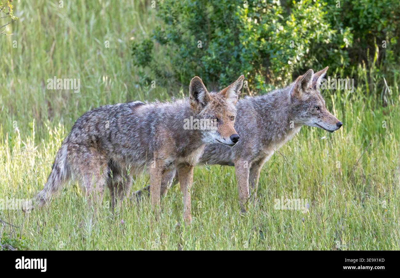 Coyote side view hi-res stock photography and images - Alamy