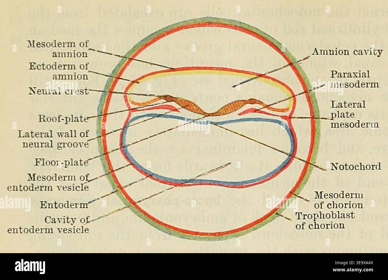 The transverse section of a zygote shows the early stage of embryonic ...