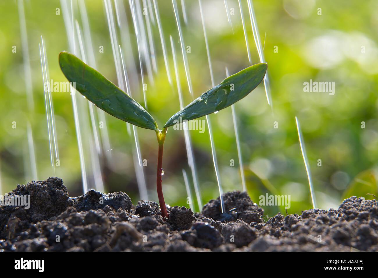 A delicate green sprout emerges from dark soil as water droplets fall ...