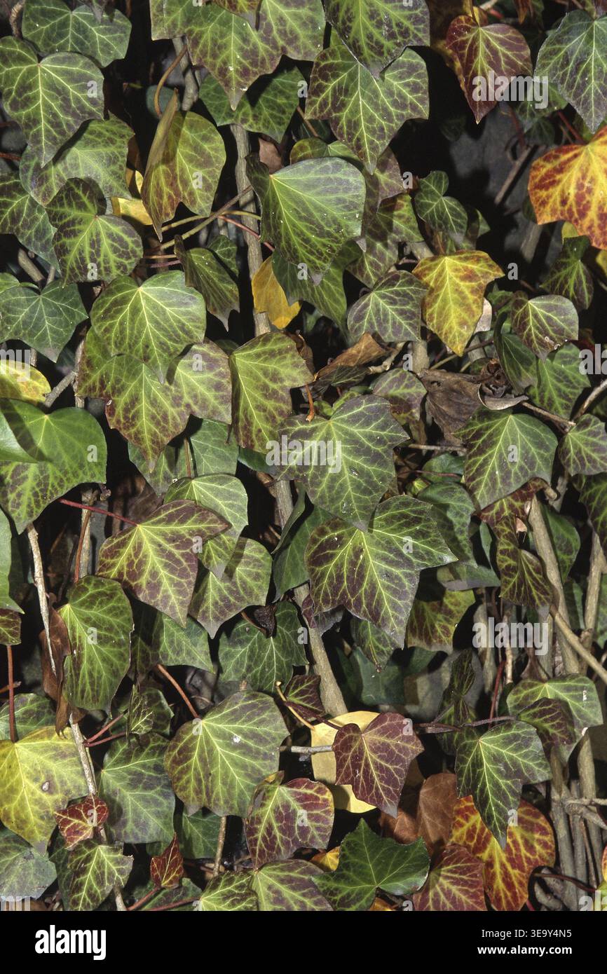 Hedera helix atropurpurea hi-res stock photography and images - Alamy