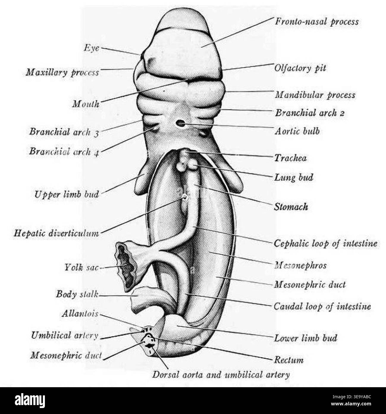 Dissect Embryo Pig embryo dissection hi-res stock photography and images - Alamy