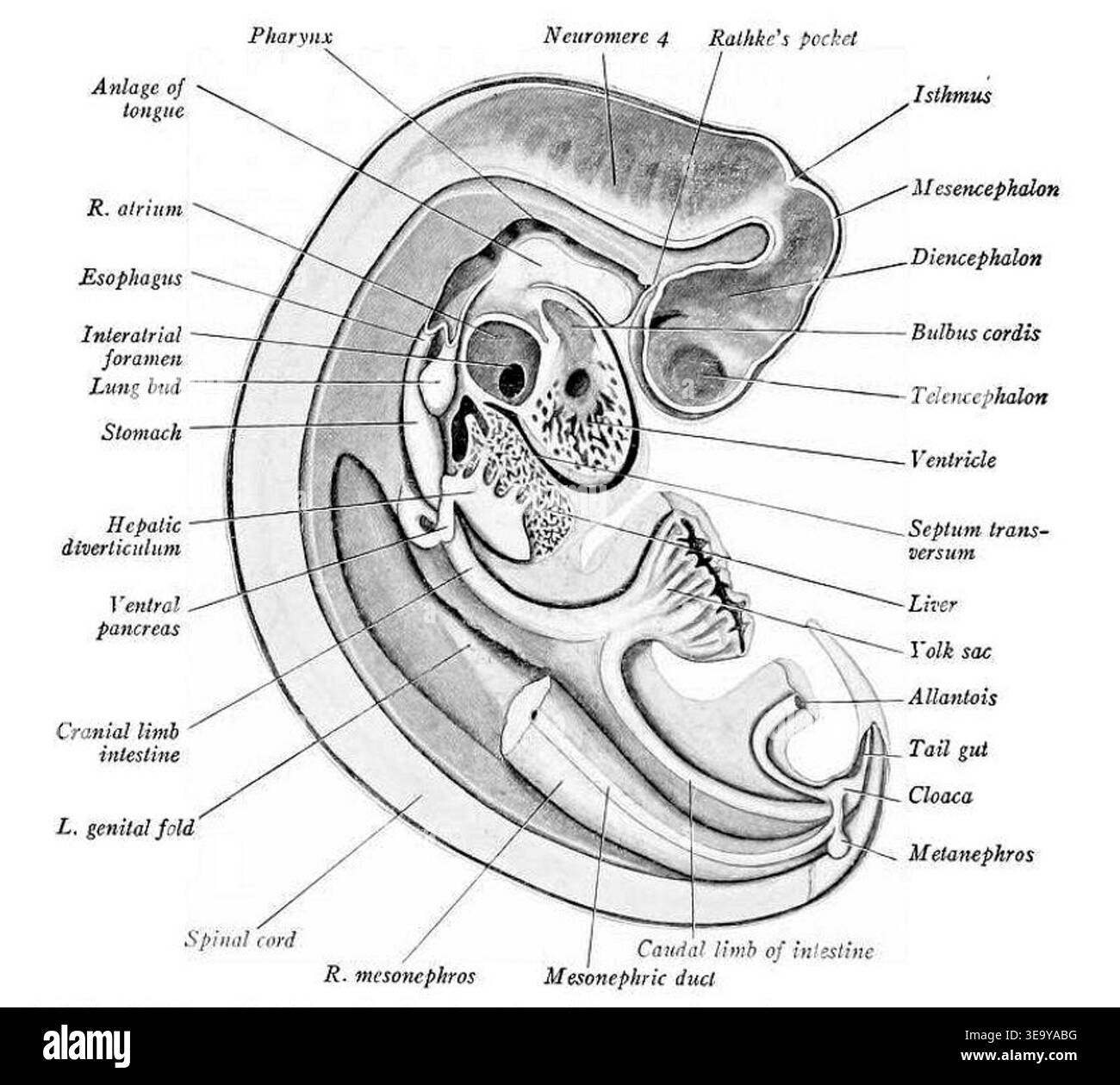 Dissect Embryo Pig embryo dissection hi-res stock photography and images - Alamy