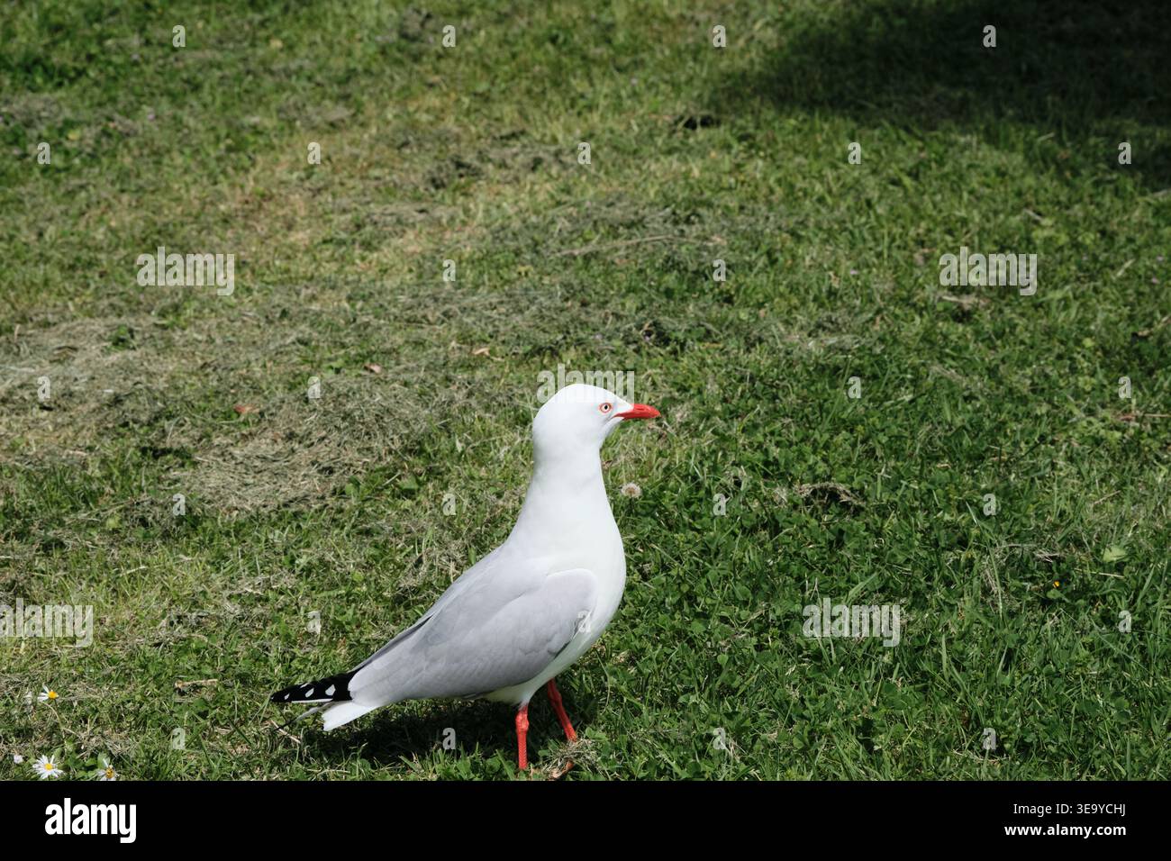 White red billed gull with distinctive red beak and legs standing alert ...