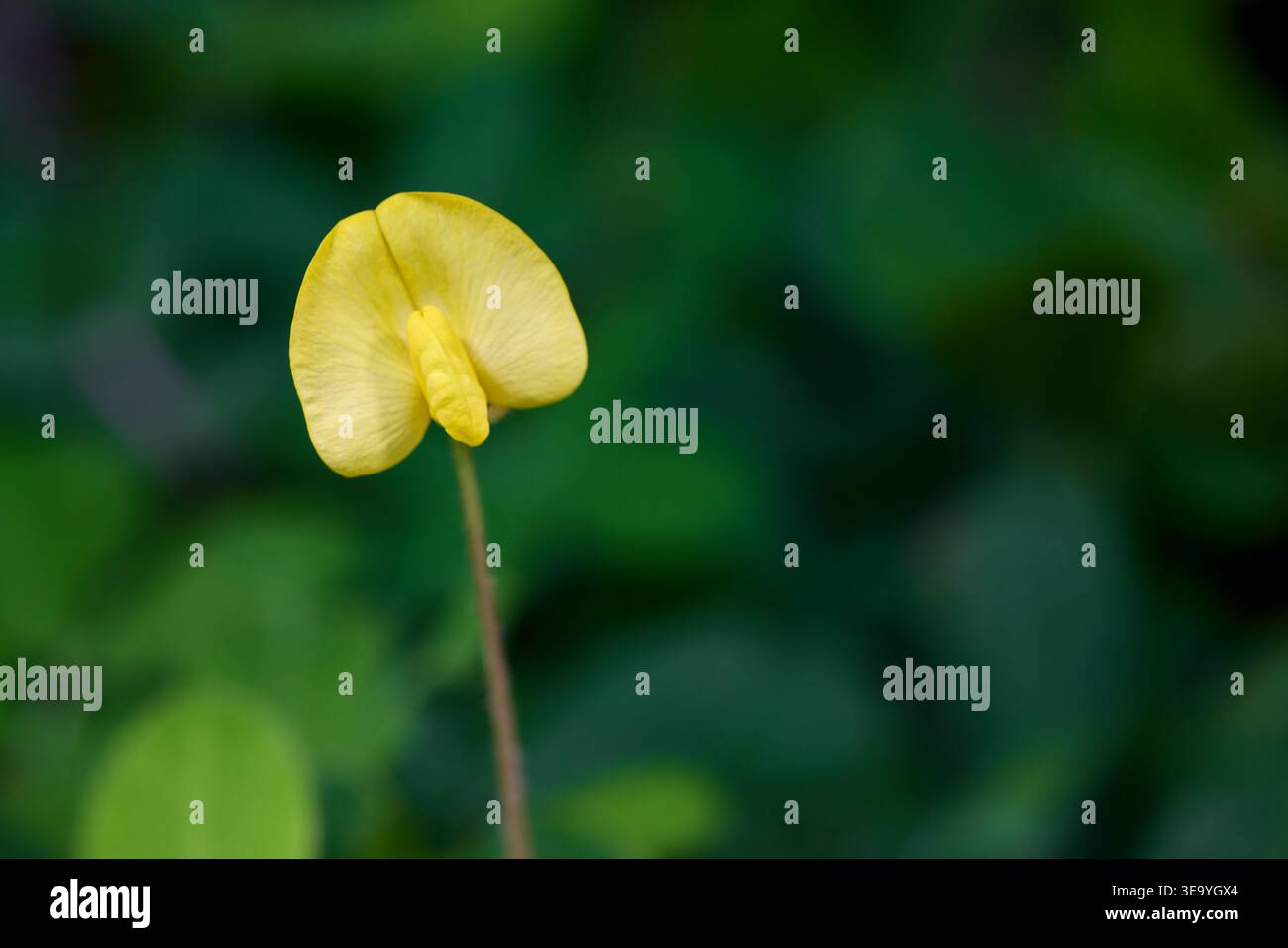 Vibrant Yellow Arachis Pintoi Bean Flowers on plant Stock Photo