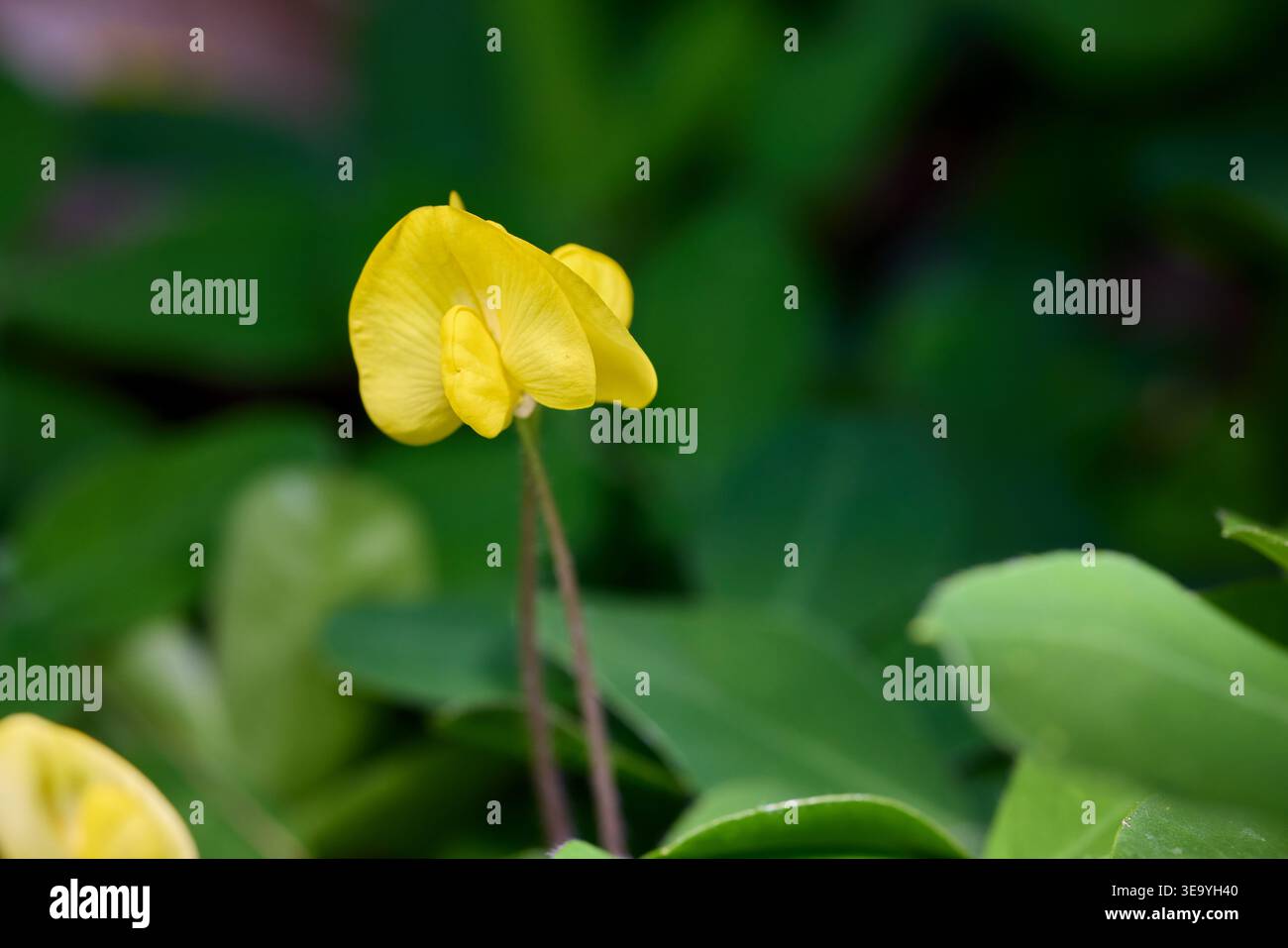 Vibrant Yellow Arachis Pintoi Bean Flowers on plant Stock Photo