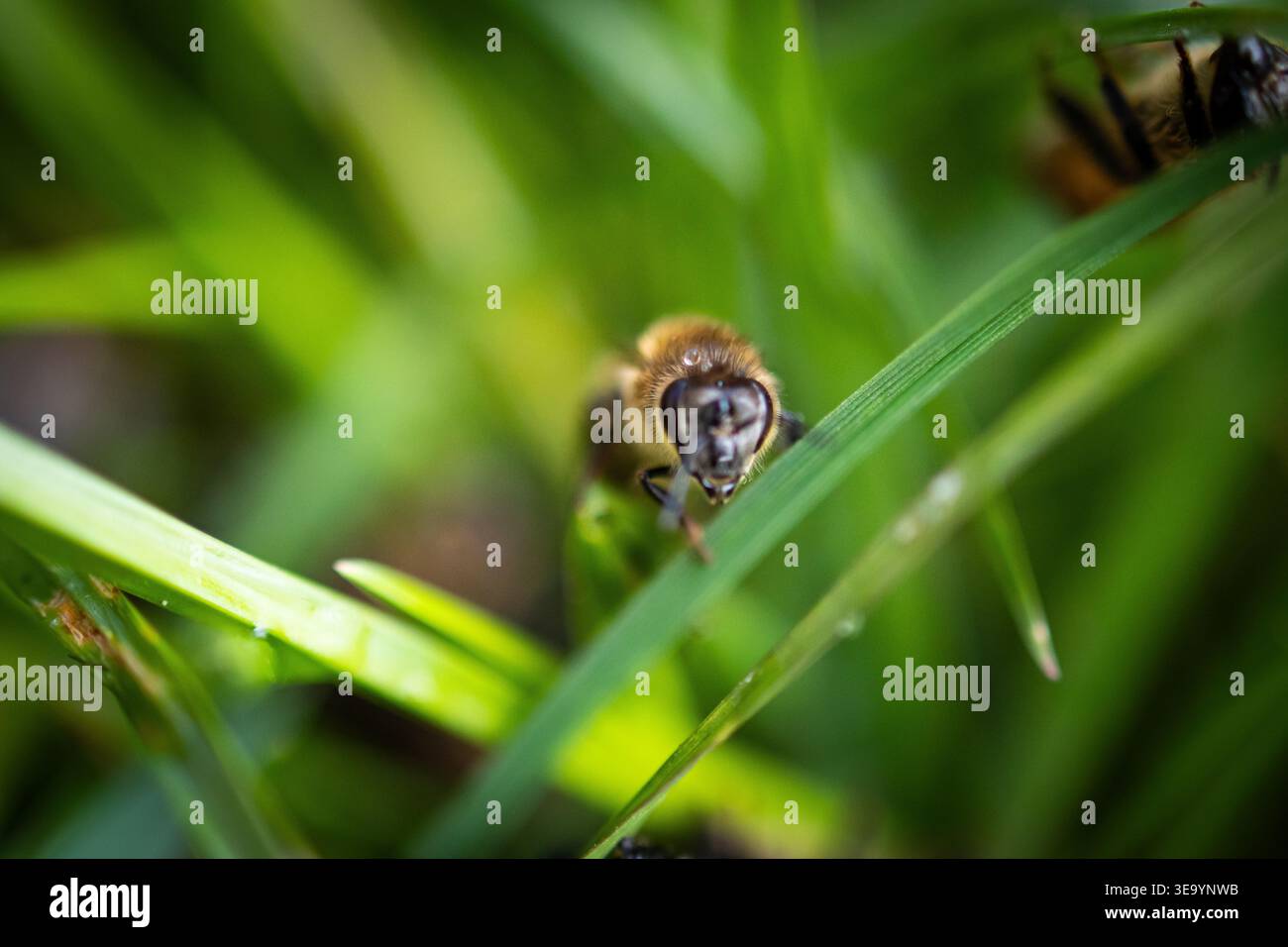 Front facing bee peers over a bright blade of grass with focused eyes. Selective focus and vivid greens highlight the small world of pollinators and t Stock Photo