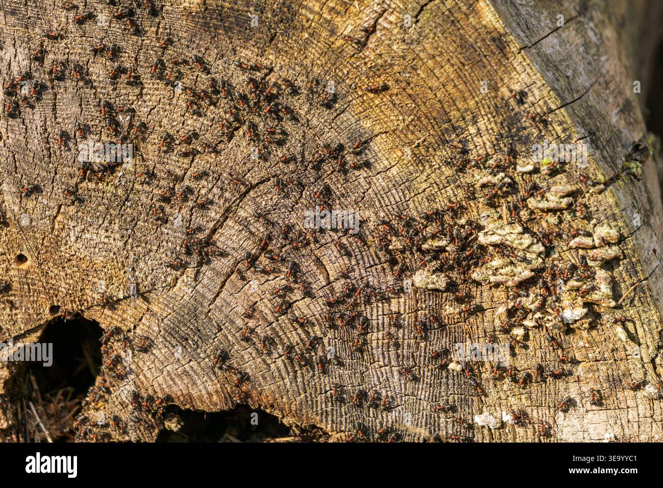 Ant colony on tree stump wood texture Stock Photo