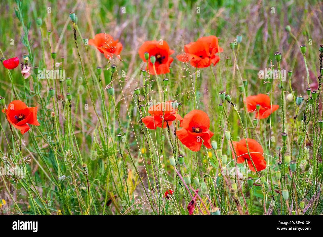 wild red poppies in the grassy field. low angle shot. narrow telephoto view. remembrance symbol. natural floral background. scenic countryside field p Stock Photo