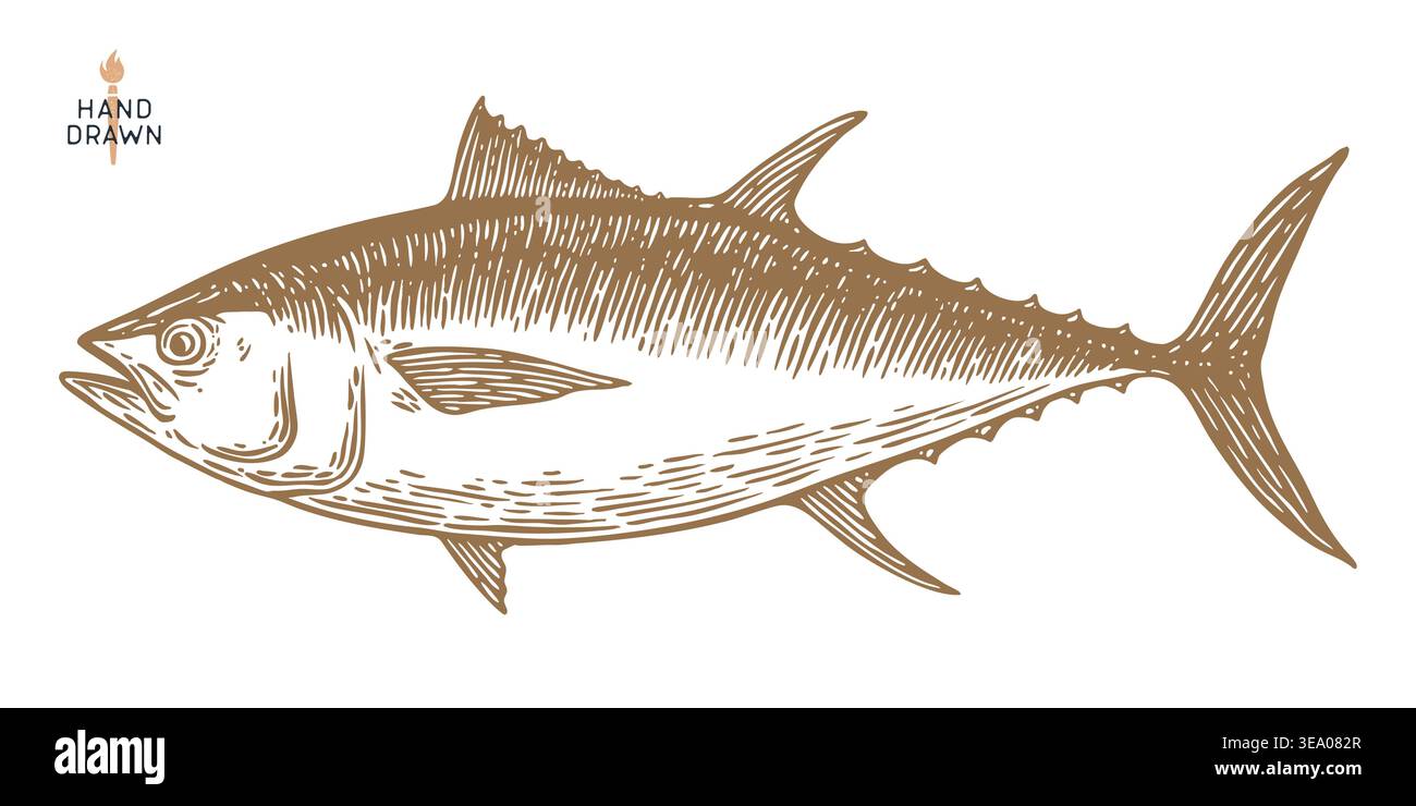Tuna Fish, seafood, sketch Stock Vector