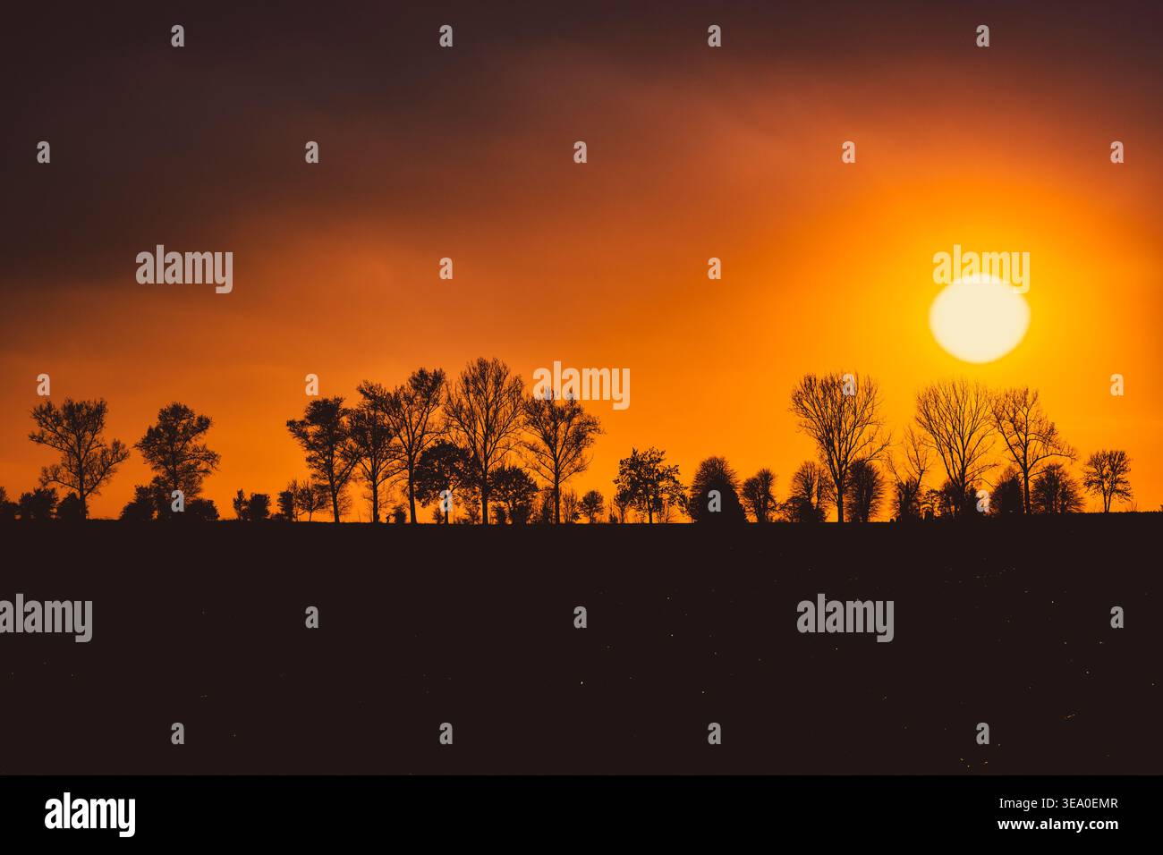 silhouettes of trees against an orange sunset sky Stock Photo
