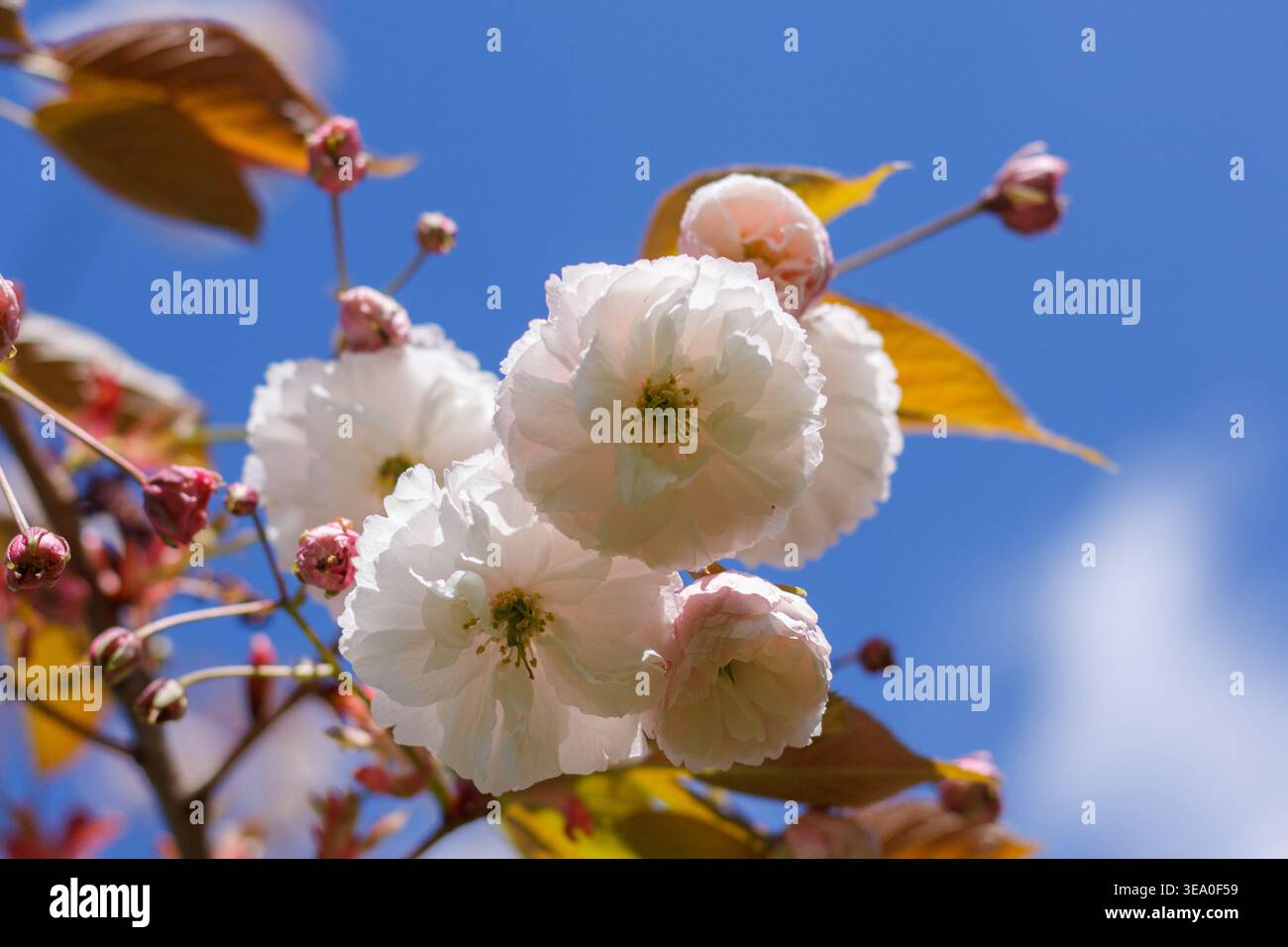 Prunus serrulata 'Fugenzo'/'Shirofugen', Japanese flowering cherry branch, double white flowers, sakura blossoms closeup Stock Photo