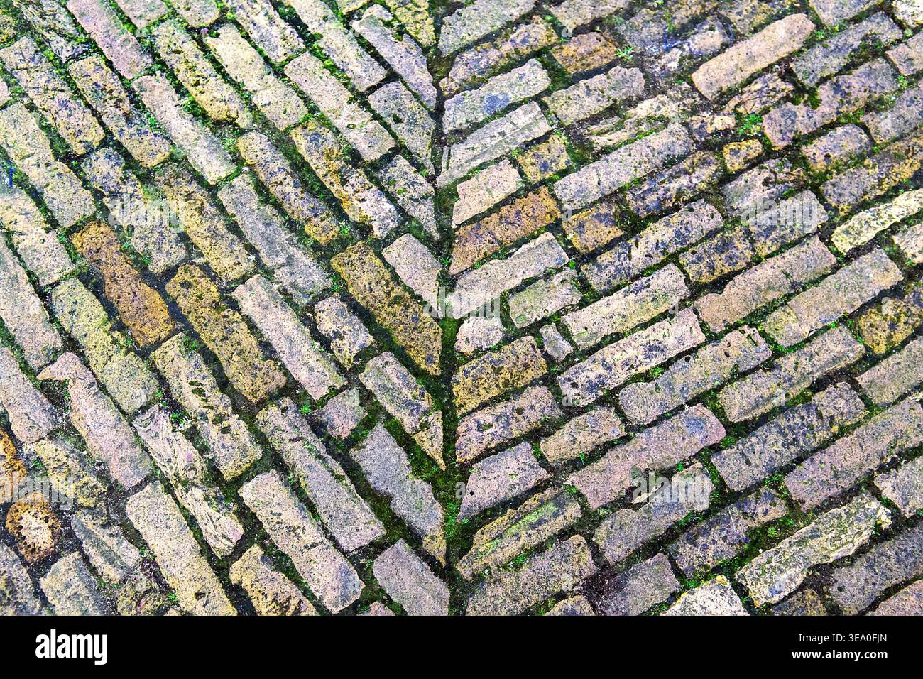 Colorful brick pavement features central leaf mosaic pattern with green ...