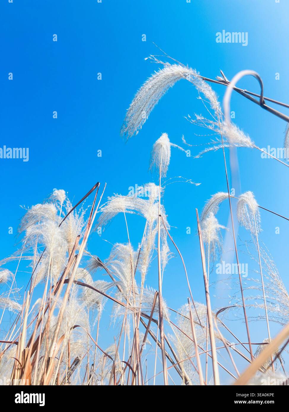 Delicate white reed plumes against a vibrant blue sky, close-up of fluffy grass flowers swaying in the wind. - Smartphone Captured Stock Image