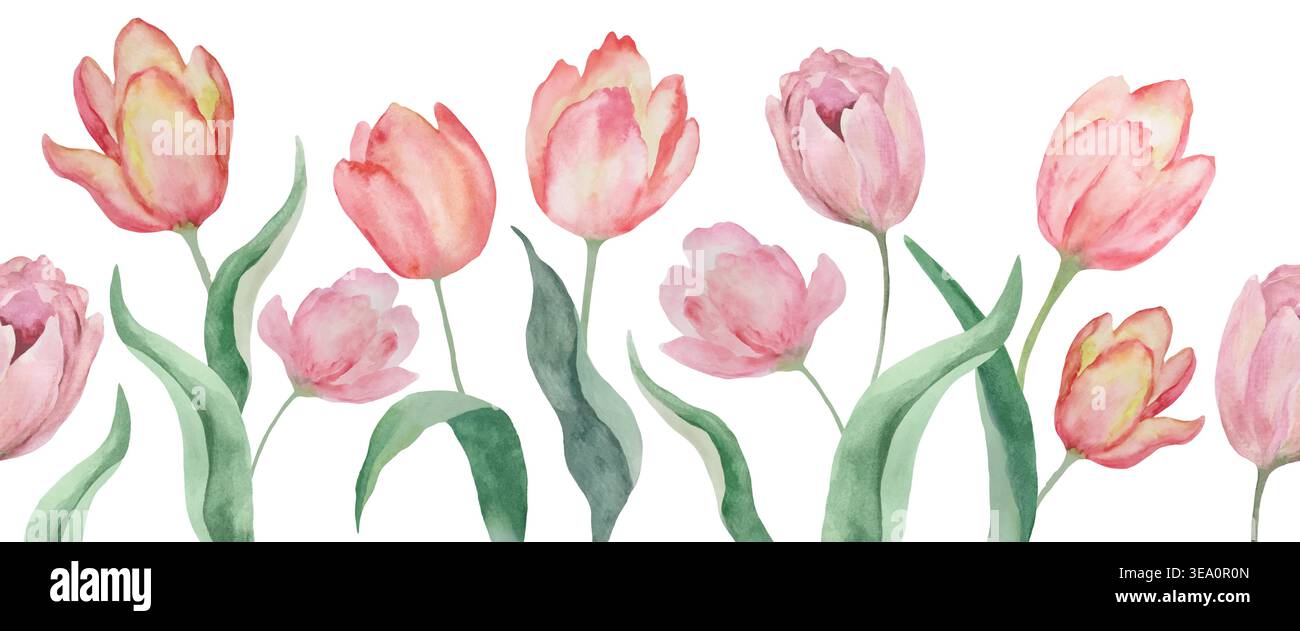 Watercolor floral seamless border with spring pink tulips. Hand-painted ...