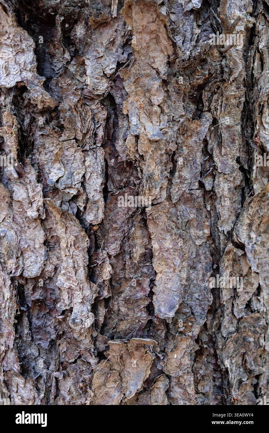 Detailed and thick tree bark closeup Stock Photo