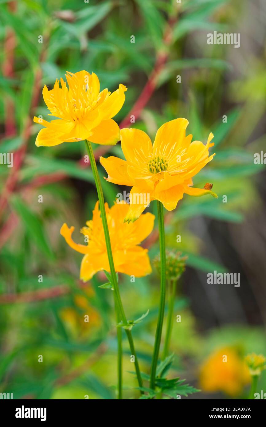 Trollius chinensis Golden Queen, globeflower Golden Queen, bowl-shaped flowers, orange-yellow petals Stock Photo