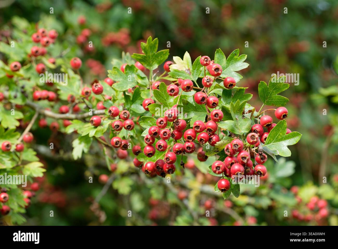Crataegus monogyna, common hawthorn, plentiful dark red  berries in autumn Stock Photo