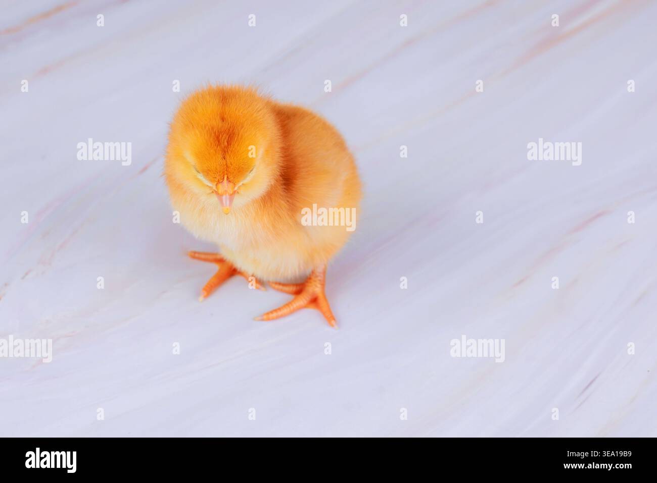 Small yellow chick stands on smooth light colored surface it appears curious while looking around area. Stock Photo