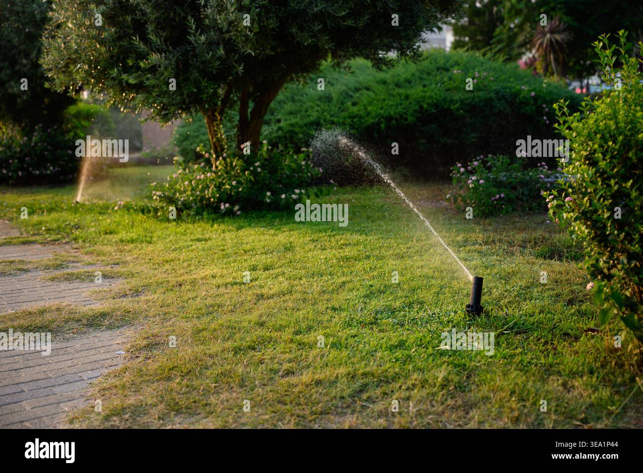 Automatic lawn sprinkler system watering green grass, garden at sunset ...