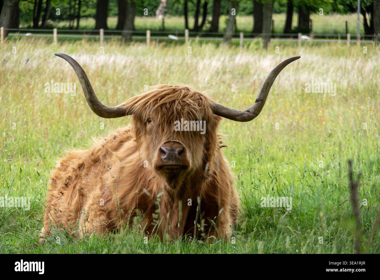Peaceful Scottish Highland cattle with large horns and shaggy brown fur lying in the green grass, looking directly at the camera with a gentle express Stock Photo
