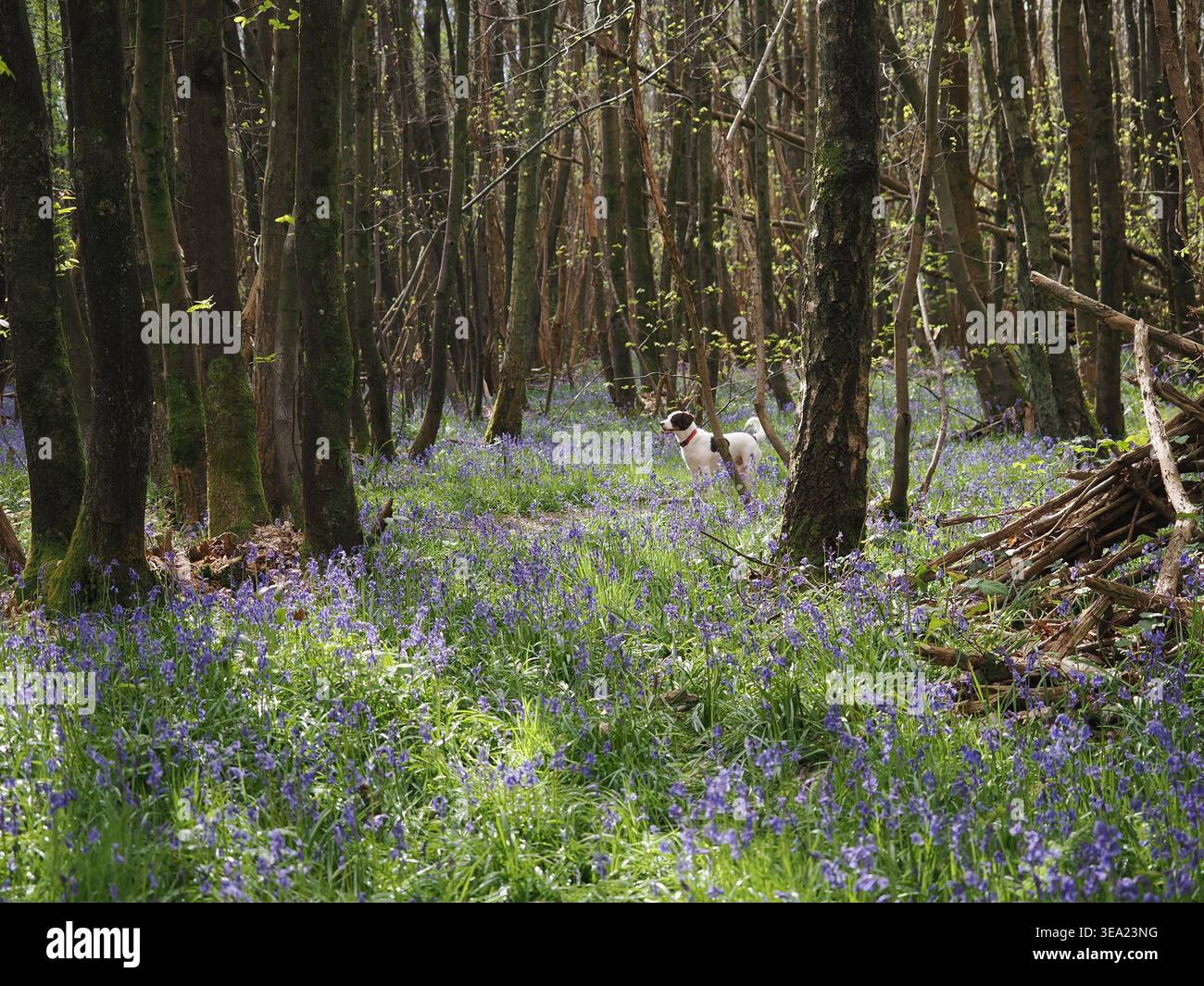 Challock, Kent, UK. 20th Apr, 2026. UK Weather: a carpet of bluebells ...