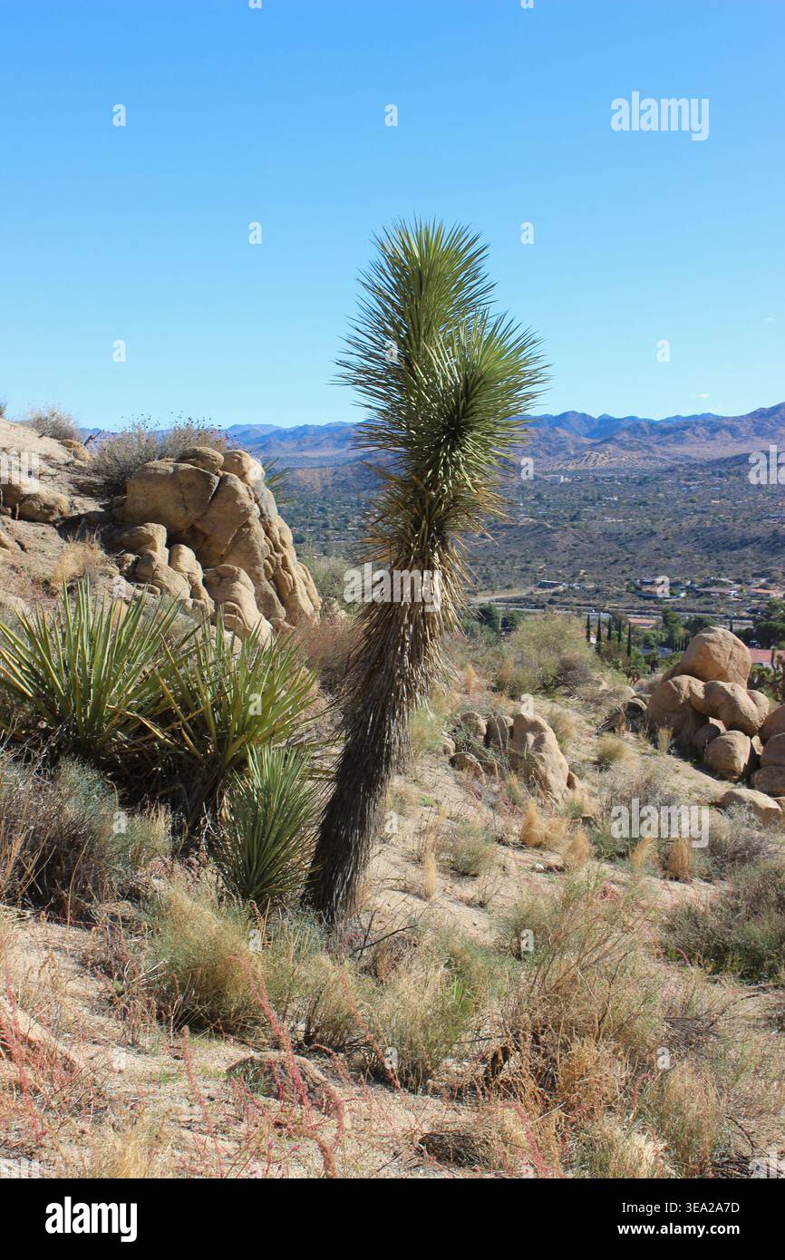 Joshua Tree and Chaparral Yucca, Yucca Valley, California Stock Photo