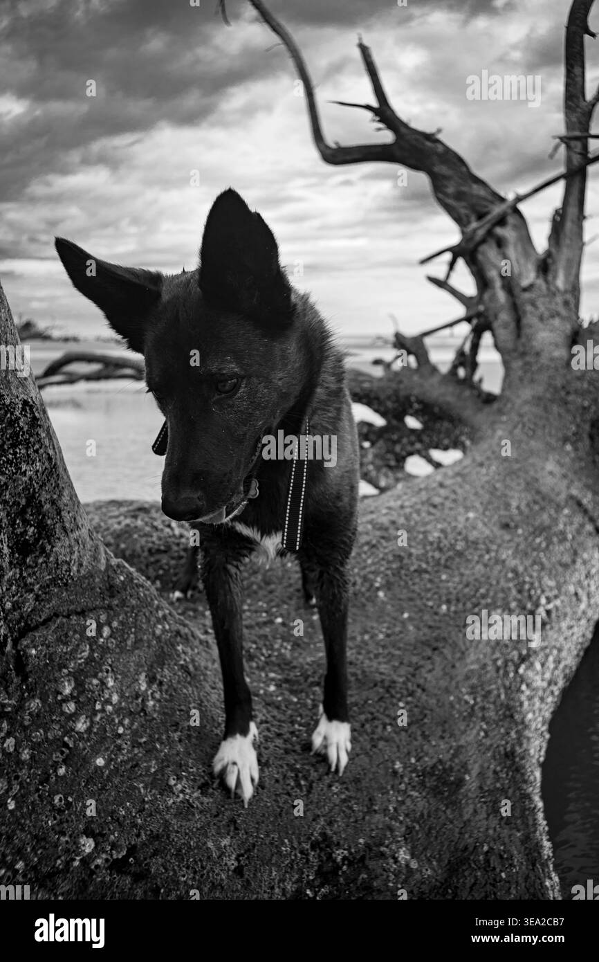 Military canine Black and White Stock Photos & Images - Alamy
