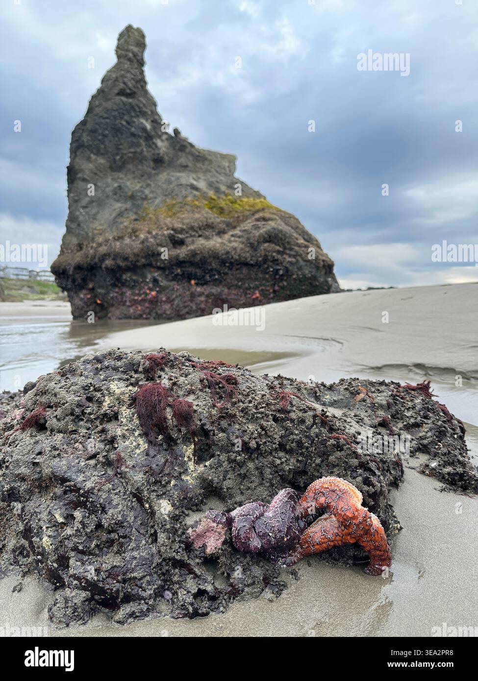 Starfish clinging to a rock near a sea stack during a minus tide on the Oregon coast. - Smartphone Captured Stock Image