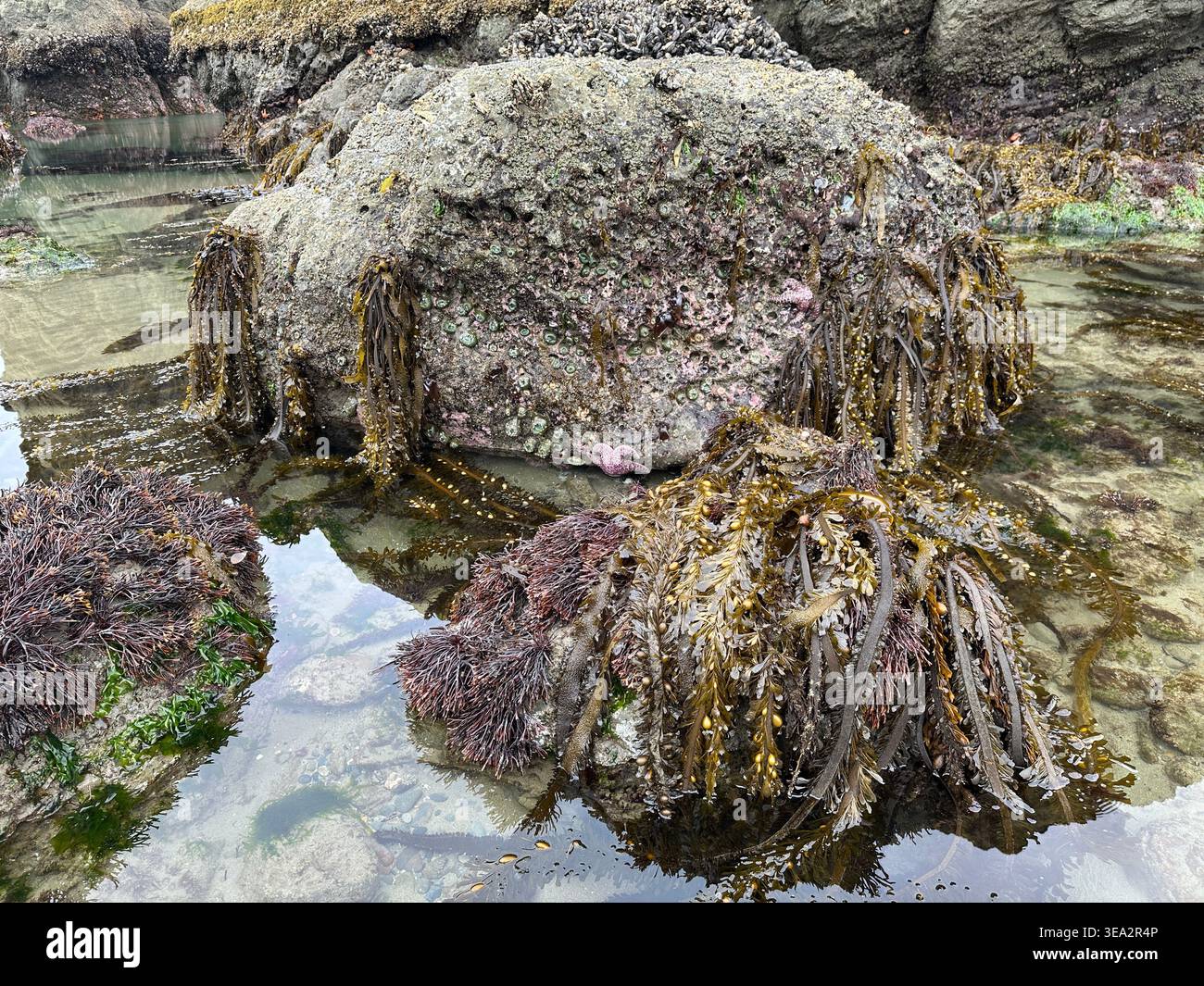 Feather boa kelp exposed during a minus tide on the Oregon coast. - Smartphone Captured Stock Image
